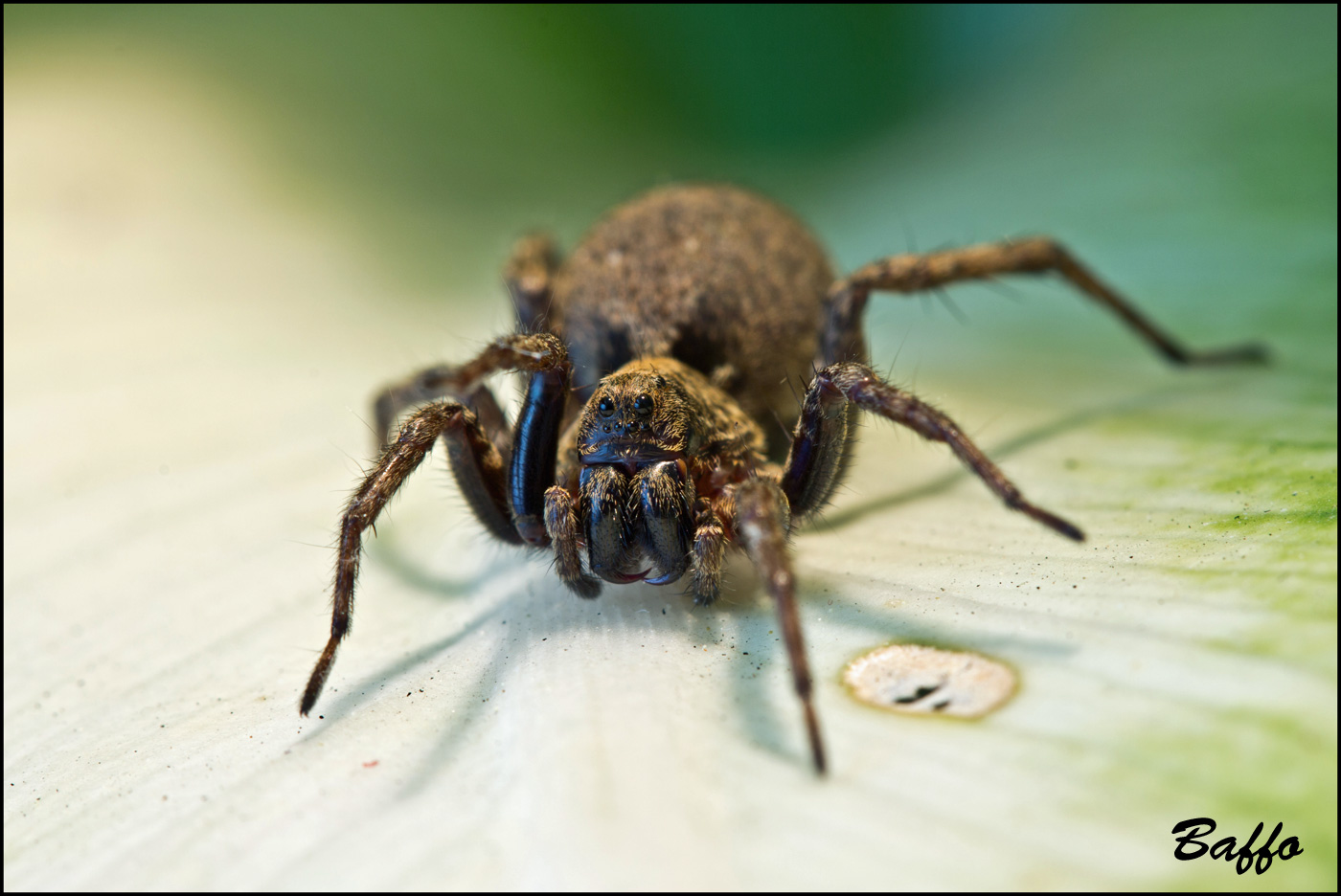 Alopecosa cf. albofasciata - Basovizza (TS)